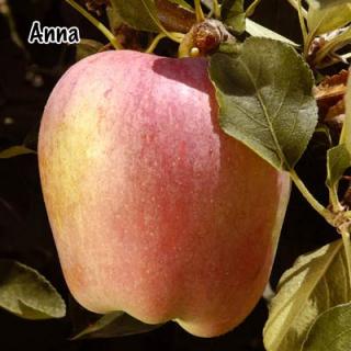 Anna Apple
